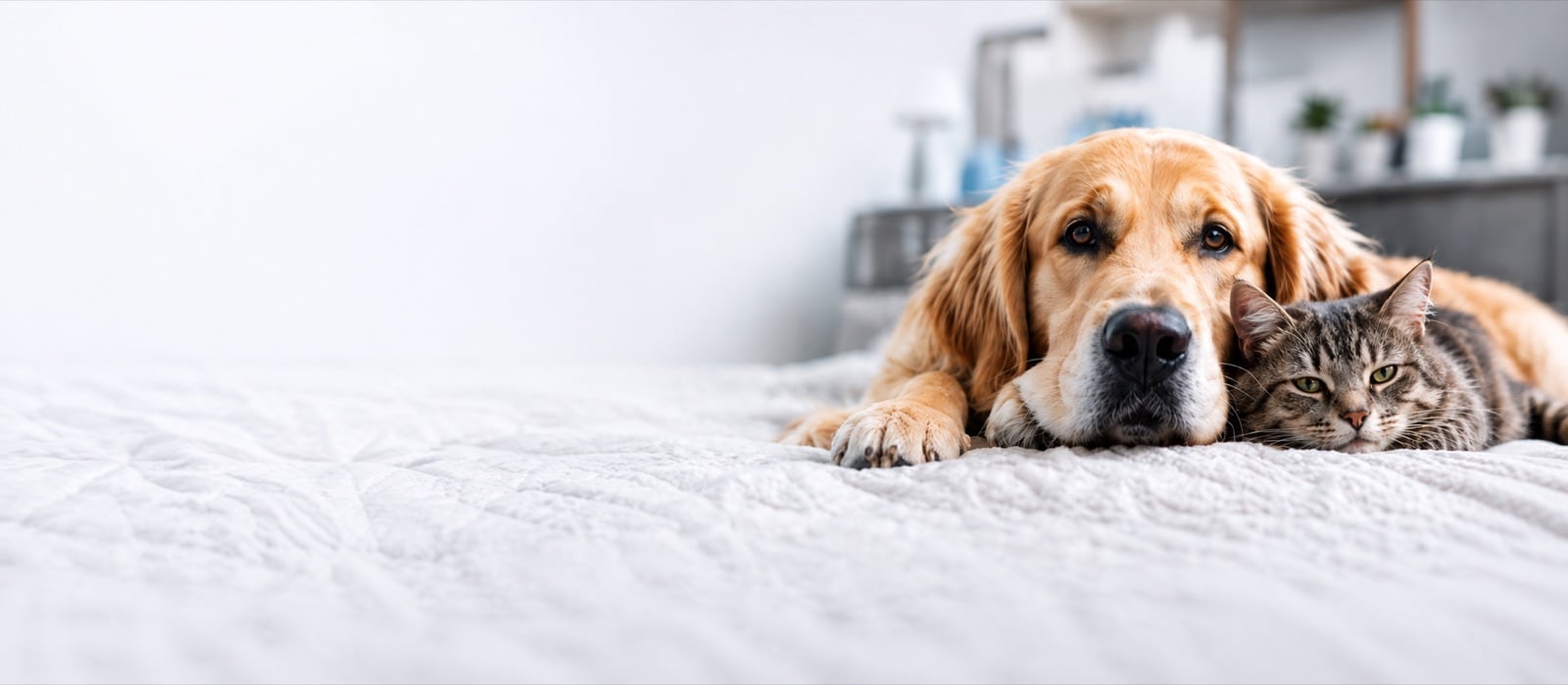 Cachorro golden retriever e gato deitados lado a lado